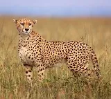 Cheetahs makes troubles for officials