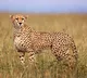 Cheetahs makes troubles for officials