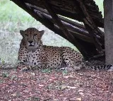 Escaped Namibian cheetah  Asha rescued