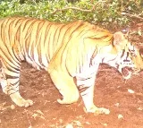 Centre, T'gana blame each other for not doing enough for tiger conservation