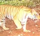 Centre, T'gana blame each other for not doing enough for tiger conservation