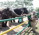 PM Modi visits Theppakadu elephant camp, interacts with Bomman and Bellie