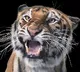 How are tigers counted in the wild