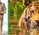PM Narendra Modi launches global bloc to save 7 big cat species