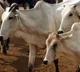 Cow urine unfit for human consumption Says IVRI Study