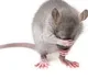 30 Page Charge sheet Against man who killed Rat
