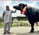 Murrah breed buffalo Shahenshah Cost over Rs 25 lakhs