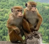 Sri Lanka Considers Exporting 1 lakh Endangered Monkeys To China