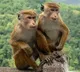Sri Lanka Considers Exporting 1 lakh  Endangered Monkeys To China