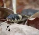 Man brings along snake that bit his wife