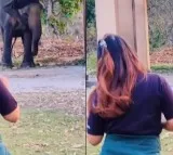 The internet is concerned about this video of an elephant imitating girl dance steps