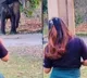 The internet is concerned about this video of an elephant imitating girl dance steps
