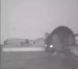 Rat successfully steals food from mouse trap video goes viral 