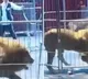 Lions escape from circus enclosure during a show in China spark panic