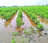 Unseasonal rains again damage crops in Telangana