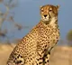 Second cheetah death at MP's Kuno within month raises questions over officials' efficiency