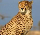 Another Cheetah Uday died in Kuno National Park second death in a month