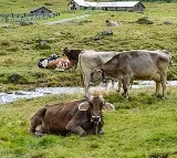6 cows found dead in Texas and probe underway