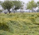 More untimely rain add to Telangana farmers' woes