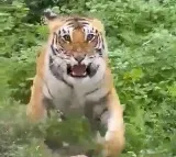 Angry Tiger Threatens Tourists Who Went On A Safari Ride