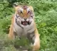 Angry Tiger Threatens Tourists Who Went On A Safari Ride