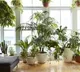 Did You Know Of These 5 Surprising Health Benefits Of Houseplants