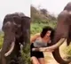 Elephant attacks woman who was trying to feed bananas to it IFS officer shares video