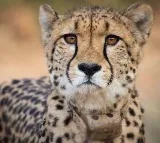 Cheetah Deaths Were Expected In Risky Relocation To India says South Africa