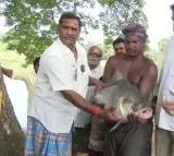 Gollagudem Sarpanch distributes fish at free of cost for his villagers