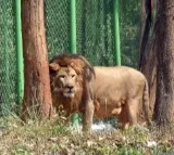 Palestinian boy mauled to death by lion in Gaza zoo