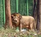 Palestinian boy mauled to death by lion in Gaza zoo