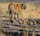 Tiger rage at Durgi mandal in Palnadu district