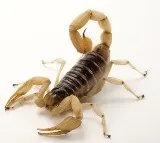 Scorpion bit passenger in Air India flight