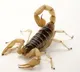 Scorpion bit passenger in Air India flight