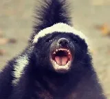 Badger fights off three leopards attacking it vedio shared by IFS officer