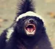 Badger fights off three leopards attacking it vedio shared by IFS officer