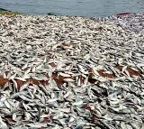 Thousands of fishes died due to poison in Kakinada tank