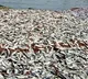 Thousands of fishes died due to poison in Kakinada tank