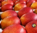 Worlds Most Expensive Mangoes cultivation