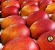 Worlds Most Expensive Mangoes cultivation