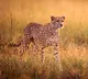 Another Cheetah from South Africa died