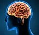 Small tweak million years ago changed human brain forever