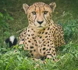 Third Cheetah Dies in Kuno National Park