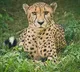 Third Cheetah Dies in Kuno National Park