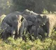 Two trampled to death by elephants in Andhra's Chittoor