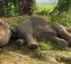 Four elephants electrocuted in Andhra Pradesh's Parvatipuram