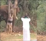 Tamil Nadu man walks in front of elephant with folded hands in viral video