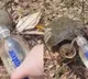 Turtle attacks woman while she feeds water to it