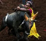 SC affirms TN law allowing 'jallikattu'