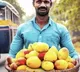 Indians ordered mangoes worth Rs 25 crore on Zepto in April Alphonso topped the list